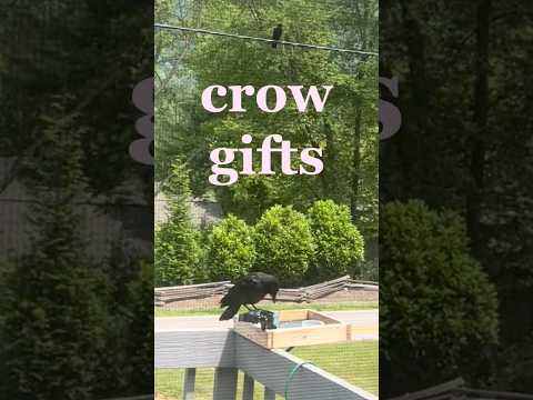day 60: the crows gave me these gifts