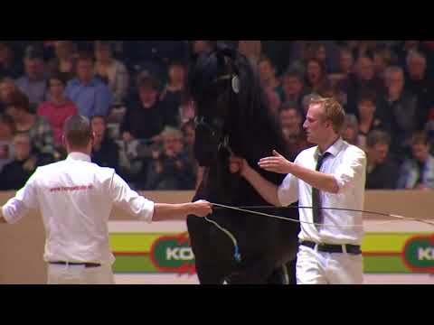 Hengstenkeuring 2018: Rubriek 8