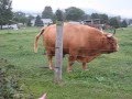 Real Bull Poop