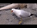 Ring Billed Gull Call HQ HD