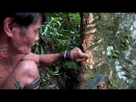 Borneo ~ Death ~ Blow ~   ~ Full Documentary