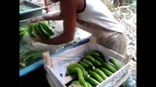 preview picture of video 'JS Embalagem - MAGÁRIO - Sete Barras-SP - Como se embala banana'