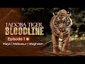 BLOODLINE OF TADOBA TIGERS MAYA TIGRESS MATKASUR WAGHDOH EP 1 TADOBA TIGER RESERVE FOREST