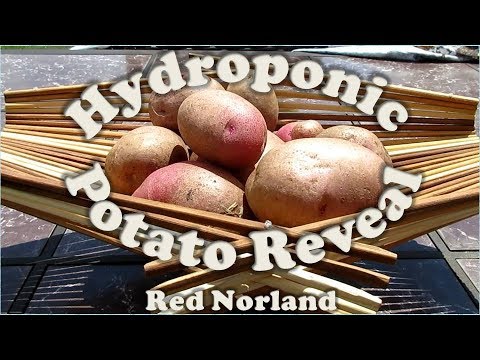 Red Norland Hydroponic Potato Reveal