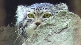 preview picture of video 'Ostrava - Zoo, Czech Republic (Česká republika) [HD] (videoturysta)'