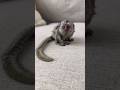 Meet the Pygmy Marmoset — The Teacup-Sized Monkey
