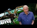 Stick Insect VS Deadly Huntsman Spider David Attenborough S Micro Monsters Nature Bites