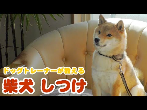 柴犬のしつけ方
