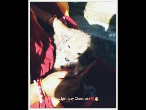 Happy birthday  Chocolate❤🎂 12th September