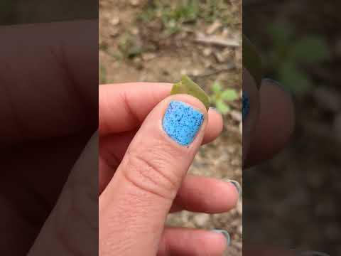 Purslane Nature's Super Food