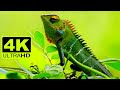 4k Animals Video 4k Wild Animals 4k Pet Animals 4k Animals Collection ️ 4k Video 4k Nature