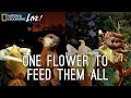One Flower To Feed Them All Nat Geo Live