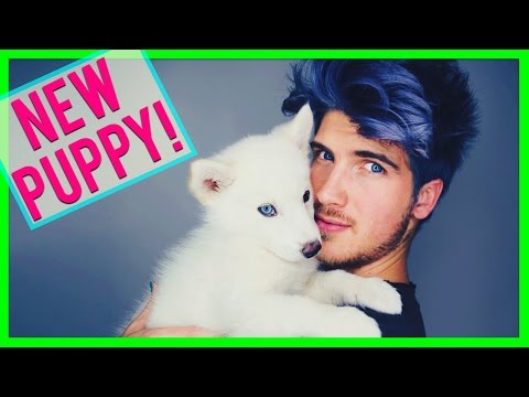 NEW PUPPY! Video