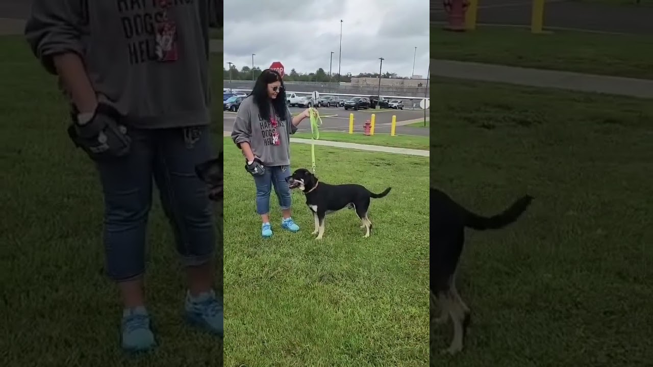 Enlarge Apollo, a Adoptable mixed breed in Shippenville, PA video 6/6