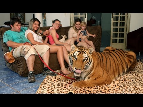 Living With Tigers: Family Share Home With Pet Tigers