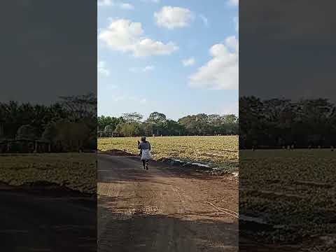 Melonera del monte Asuncion Mita jutiapa