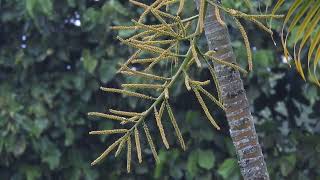 Download lagu Li Khomsatun (Gothic Metal Version) mp3