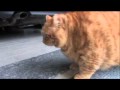 The Real Garfield - Italy's Fattest Cat Needs a Diet