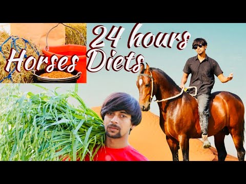 24 hours horse Diet | horse full Diets | best diets for horses