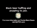 Florida Black Bear Sounds Huffing And Popping Jaws