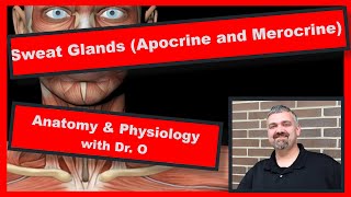 Apocrine and Merocrine Sweat Glands:  Anatomy and Physiology