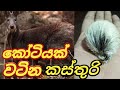 Musk Deer Kasthuri Deer Moschus Moschiferus