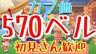【あつ森】カブ価570ベルなど　ライブ参加型
