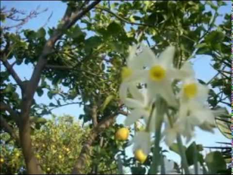 Federico Salvatore - Il totano e la cozza