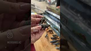 Набор фигурок Дикие животные Wild animal