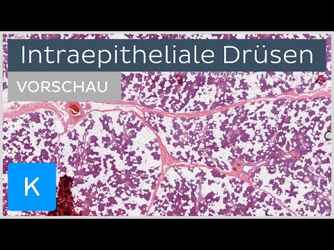 Intraepitheliale Drüsen (Vorschau) - Anatomie des Menschen | Kenhub
