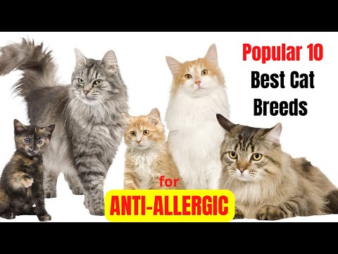 Popular 10 Best Cat Breeds for People With Allergies
