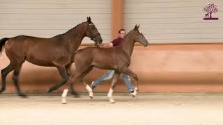 La nièce de Valegro proposé à la vente