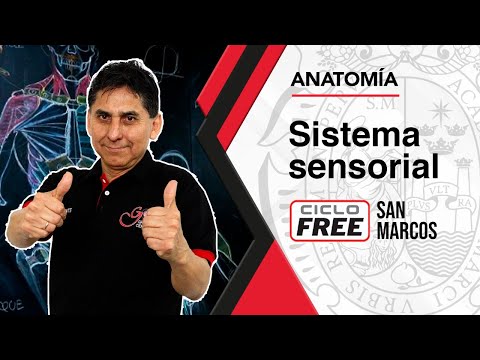 ANATOMÍA - Sistema Sensorial [CICLO FREE]