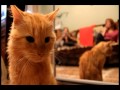 киса-кисуня кица-кицуня 