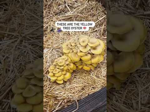 How To Get INFINITE Mushrooms Out of Your Blocks