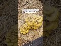 How To Get INFINITE Mushrooms Out of Your Blocks