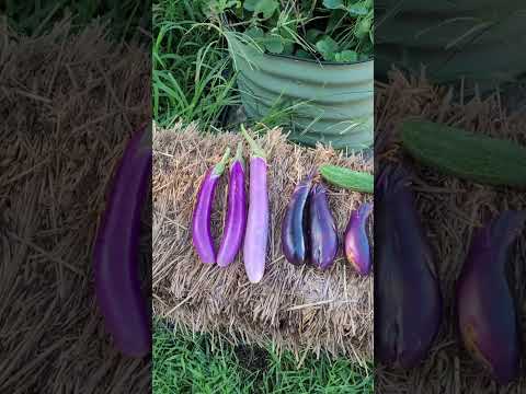 Harvesting Mitoyo Rosita Ping Tung and Little Fingers Eggplants