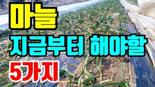 마늘 지금부터 꼭 해야할 중요한일 5가지