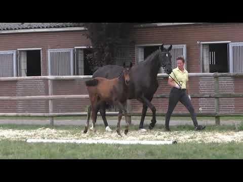 Fohlenrundfahrt 2021 - 07 Stutfohlen v. Falihandro