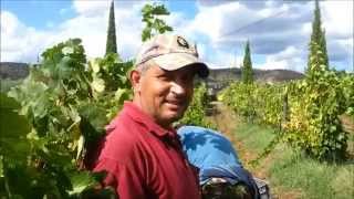 preview picture of video 'Vindima / Harvest 2014 - Quinta do Romeu'