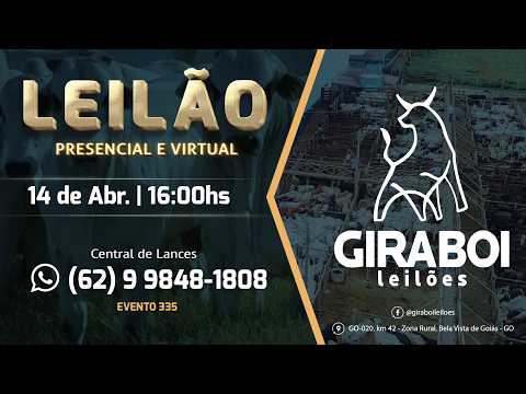 Leilão Gado de Corte - Giraboi Leilões 14/04/2026 Bela Vista de Goiás