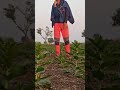 Kannada Whatsapp Status Green Screen Tamil Hits