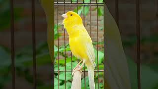 Download lagu bird sound #chant #singing #canaries #birdsounds #canary #bird #vogel #kanarie #kanarienvogel mp3 Download lagu bird sound #chant #singing #canaries #birdsounds #canary #bird #vogel #kanarie #kanarienvogel mp3