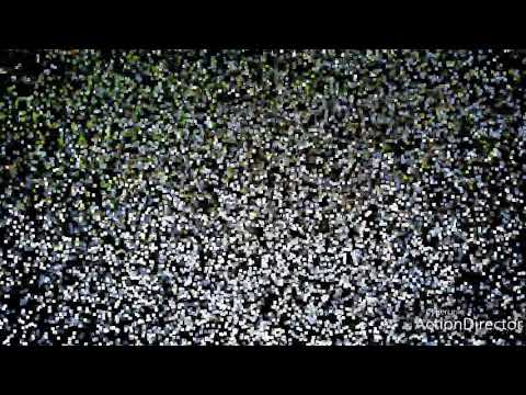 Champ De Mars Horse Racing Analyse (Meeting 32 - 28 October 2018)