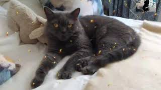 I Already Do __ Chely Wright