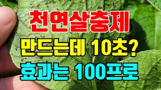 진딧물 이거 뿌리면 박멸! 덤으로 비료효과까지!작은텃밭에 사용하기좋아요^^