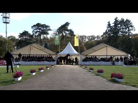 Hannoveraner Hengstkörung 2013 - Erste Besichtigung auf der Dreiecksbahn