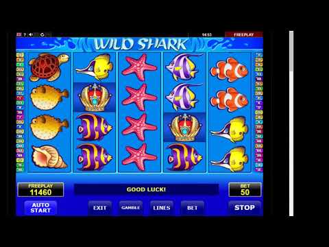 Wild Shark