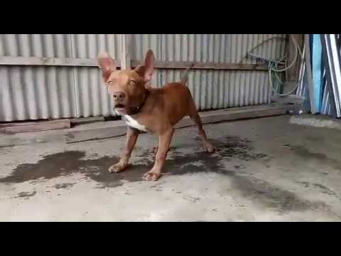 IDBR - ROSHPIT LEGION'S "HOLLY"