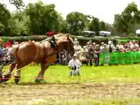 Belgium draft horse pulling